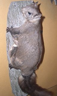 Palawan flying squirrel Species of rodent