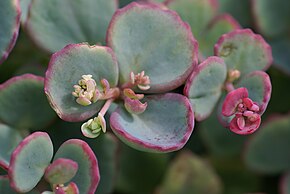 Beschrijving van Hylotelephium sieboldii 01.JPG-afbeelding.