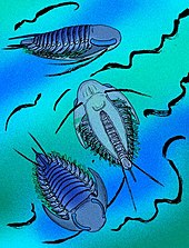 Life restoration of the Middle Ordovician trilobite Hypodicranotus Hypodicranotus striatulus.JPG