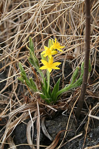 <i>Hypoxis</i> Genus of flowering plants