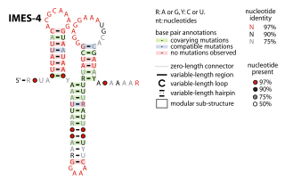 IMES-4 RNA motif