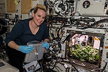 Kate Rubins devant une expérience cherchant à optimiser la pousse de radis en microgravité.