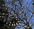 Un albero senza foglie che mostra dozzine di uccelli bianchi seduti sui suoi rami