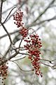 Idesia polycarpa fruit