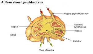 Lymphe: Eigenschaften und Zusammensetzung, Bildung, Funktion