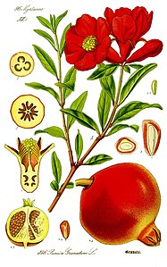 Ilustrație Punica granatum1.jpg