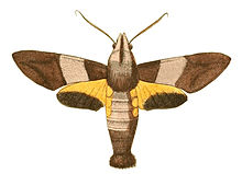 Ilustracije egzotične entomologije Macroglossa Passalus.jpg