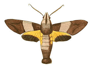 <i>Macroglossum passalus</i>