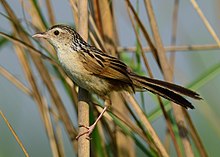 Indian Grassbird Wiki Loves Birds Nepal (cropped).jpg