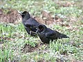 Indian Jungle Crow I IMG 3623.jpg