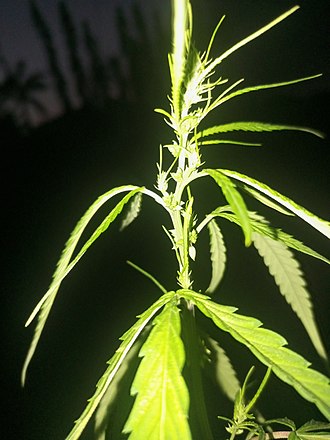 photo of Indian hemp Indian hemp 02.jpg