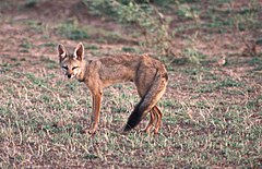 Vulpes Bengalensis: Descripción, Distribución, Ecología y hábitos