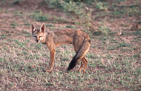 Cáo Bengal