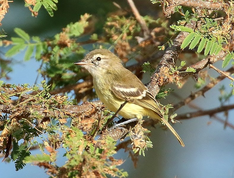 File:Inezia tenuirostris cropped.jpg