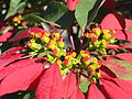 Euphorbia pulcherrima