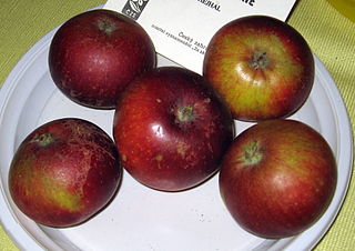 Ingrid Marie Apple cultivar
