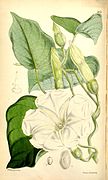 Ipomoea albivenia