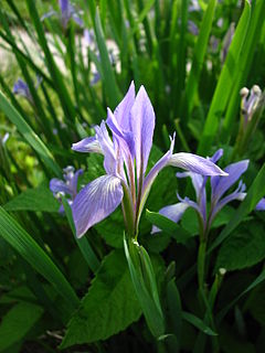 <i>Iris lactea</i> Species of plant