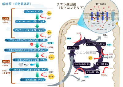 電子伝達系 Wikipedia