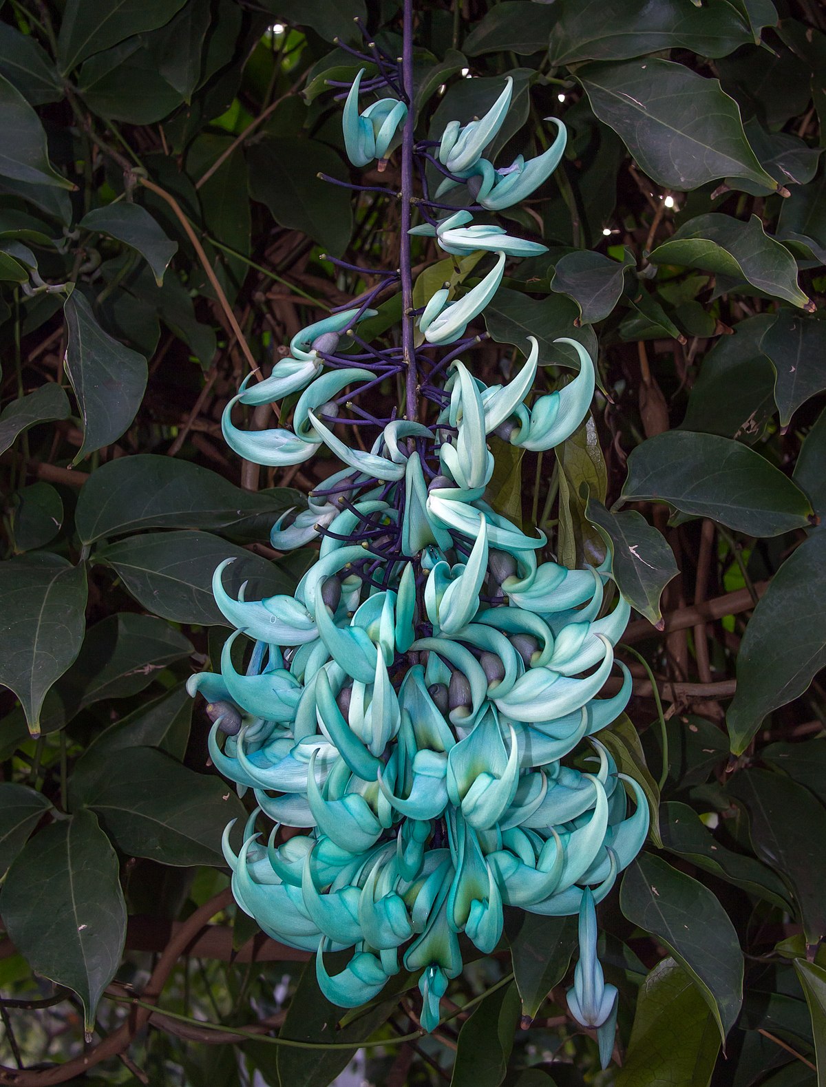 jade colored flowers