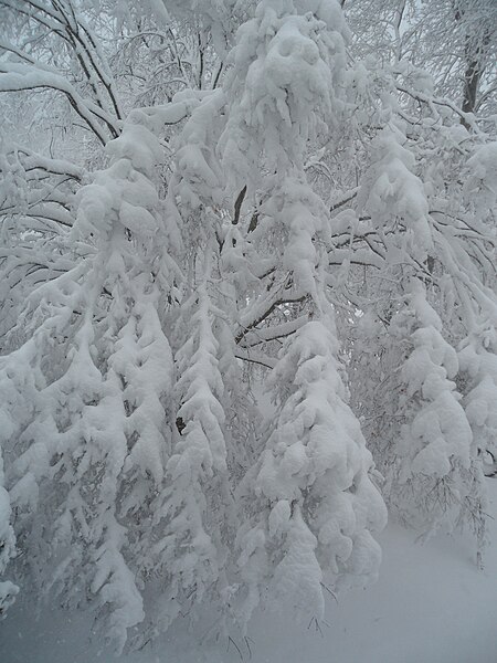 File:Japanese maple Acer Palmatum Winter Newton Massachusetts.jpg