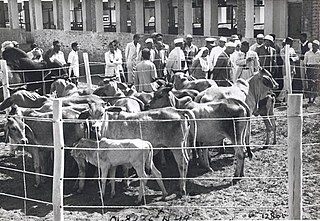 <span class="mw-page-title-main">Goshala</span> Protective shelters for stray cows in India