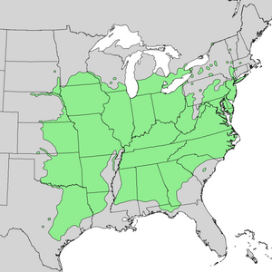 Juglans nigra range map 1.png