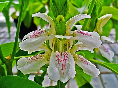 Justicia adhatoda Inflorescence