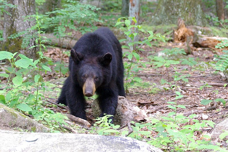 File:Juvenile American black bear at Old Rag mountain.jpg