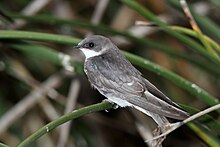 A juvenile tree swallow Juvenile Tree Swallow (Tachycineta bicolor).jpg