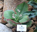 Kalanchoe tetraphylla - Botanischer Garten, Dresden, Germany - DSC08818.JPG