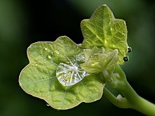 Des coupelles vert clair recueillant des gouttes d'eau.