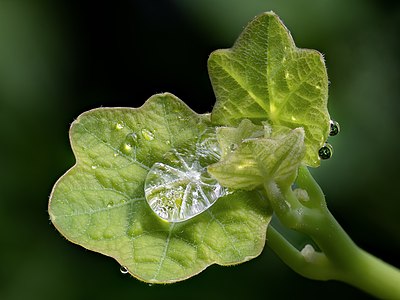 Nasturtium leaves with water drops. Stacked with Zerene Stacker from 18 frames.