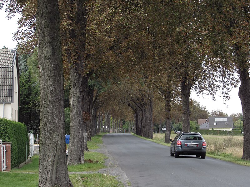 File:Kastanienallee beetzsee.JPG