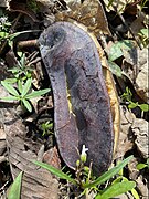 Kentucky Coffeetree (Gymnocladus dioicus) seed pod 02.jpg