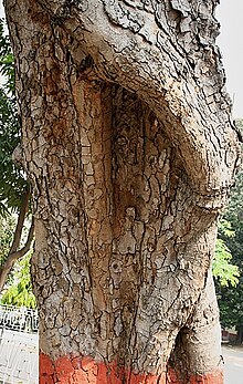 Kigelia africana (commonly known as sausage tree).Multiple parts of the