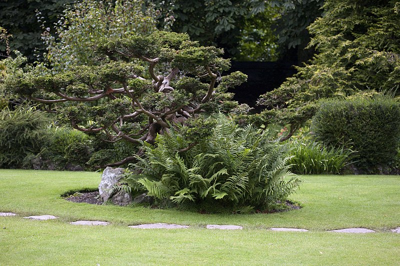 File:Kildare - The Japanese Gardens at Tully (3763397257).jpg