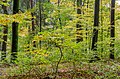 English: Castanea sativa and beeches Deutsch: Edelkastanien und Buchen