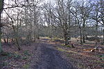 Knebworth Woods