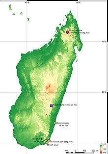 Known ranges of multiple species of Microhylidae described in 2019.jpg