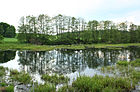 Čeština: Rybník Brod v Brodu, části Kolince English: Brod pond in Brod, part of Kolinec, Czech Republic