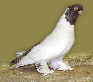 Königsberg Colour-head Tumbler Breed of pigeon