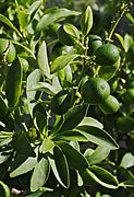 Fortunella margarita (Oval Kumquat), green fruit