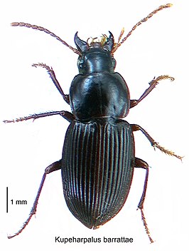 Kupeharpalus barrattae