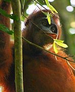 Orangutan in Kutai NP, Borneo (23 articles)