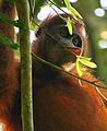 Kutai Orangutan 2008.jpg