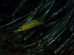 Labrus merula (poisson)