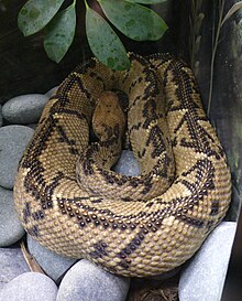 Lachesis-Stenophrys (4) .jpg