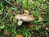 Lactarius cistophilus 512073.jpg