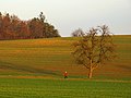 Lady In Red - panoramio (2).jpg